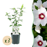Althéa Red Heart - Hibiscus syriacus - H 45 cm, pot Ø17 cm
