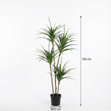 Dracaena Plante plante artificielle