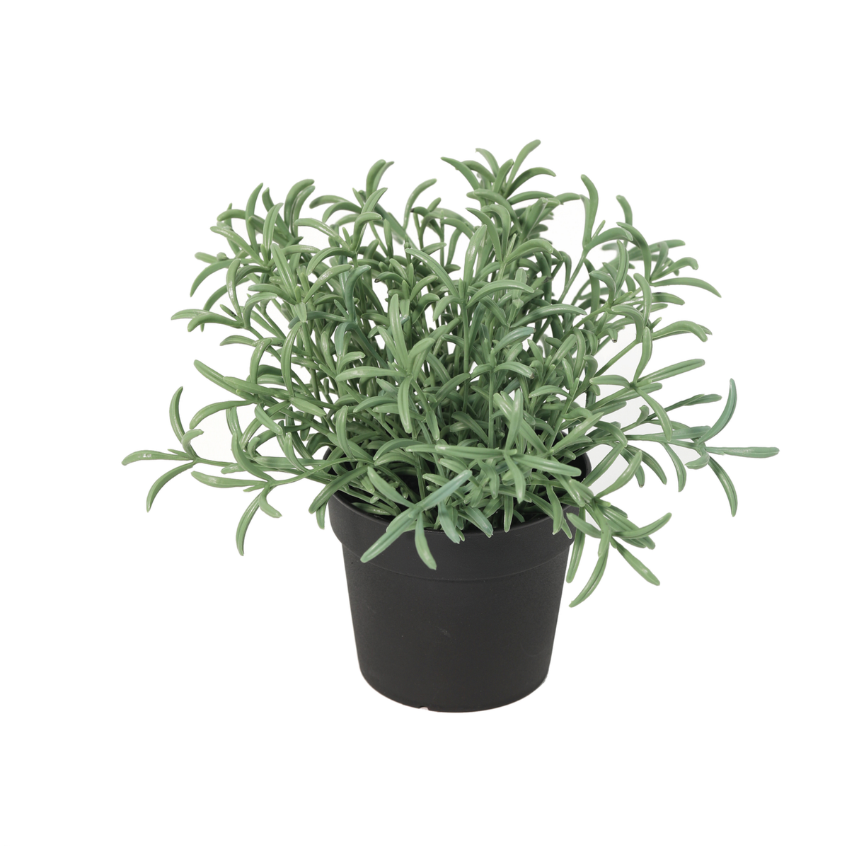 Helichrysum Italicum plante artificielle