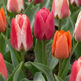 Tulipe de Greig en mélange - 120 bulbes