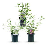 Buddleias en mélange de coloris - H 45 cm, pot Ø17 cm