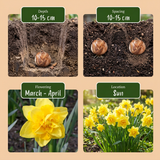 Narcisse Golden Ducat - calibre 12/14