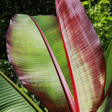 Bananier rouge d'Abyssinie Maurelii - H 50 cm, pot Ø15 cm