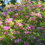 Magnolia Susan - fleurs rose foncé - H 45 cm, pot Ø17 cm