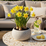Narcisse jaune - calibre 10/12