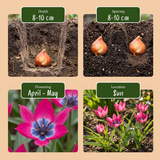 Tulipe botanique Little Beauty