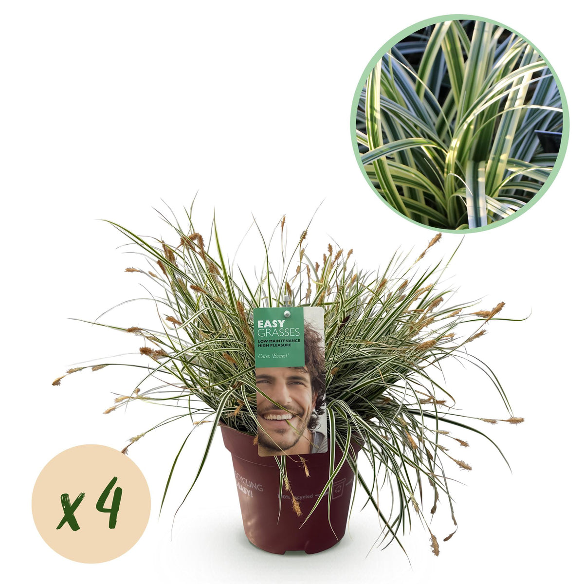 Carex Everest - 4 plants - H 50 cm, pot Ø17 cm