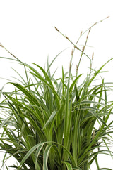 Carex morrowii Ice Dance - Laîche panachée - H 30 cm, pot Ø14 cm