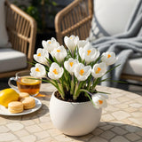 Crocus blanc - calibre 7/8
