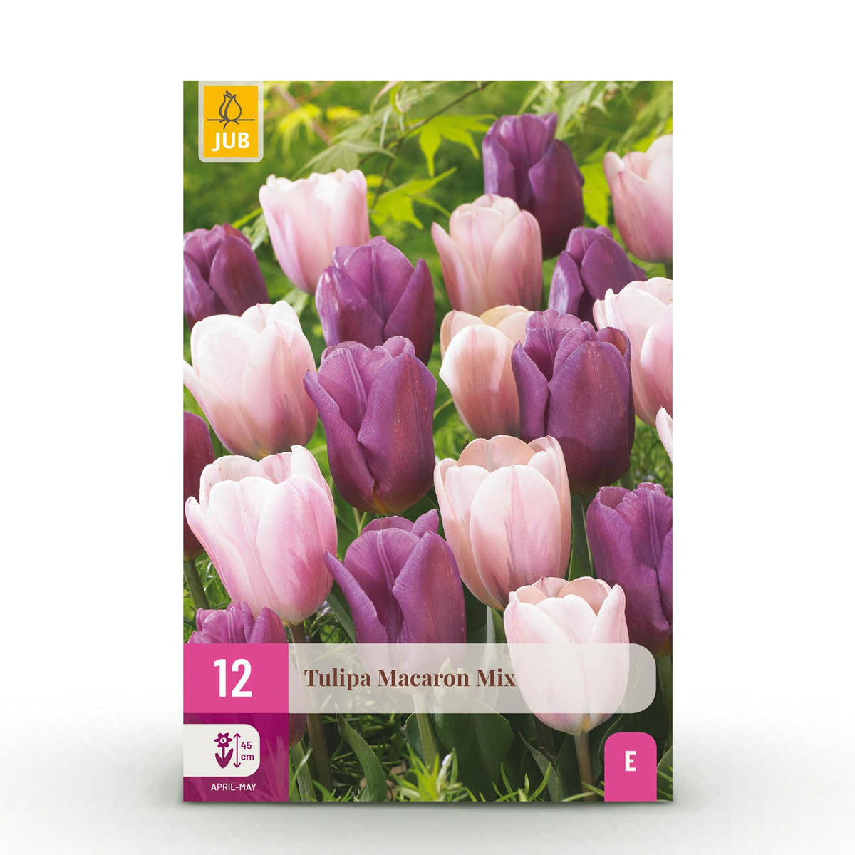 Tulipe Macron en mélange - calibre 11/12