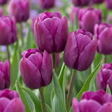 Tulipe triomphe violette - 60 bulbes