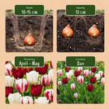 Tulipe triomphe Dutch Design - calibre 11/12