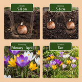 Crocus botaniques en mélange
