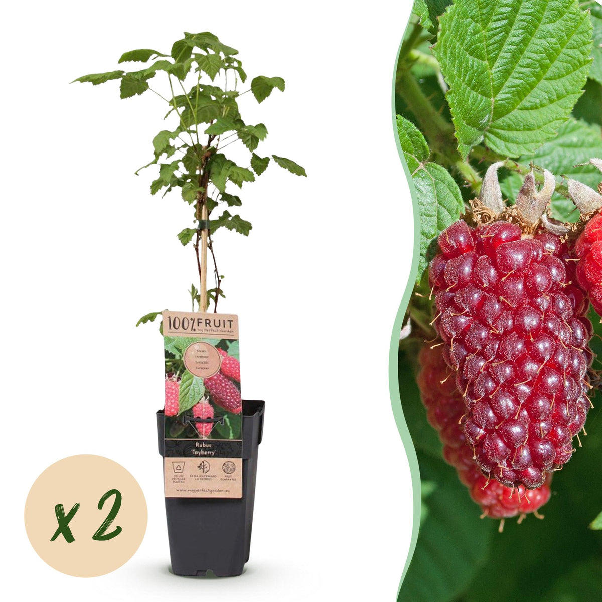 Tayberry - H 50 cm, pot Ø15 cm