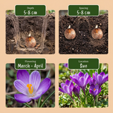 Crocus Ruby Giant