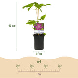 Clématite Ville de Lyon - 2 plants - H 40 cm, pot Ø11 cm
