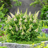 Buddleia Butterfly Candy Little White - H 20-25 cm, pot Ø12 cm