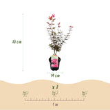 Érables du Japon Skeeter's Broom - 2 plants - H 70 cm, pot Ø19 cm