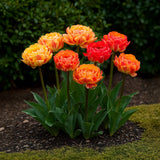 Tulipe Gudoshnik Double - calibre 11/12