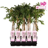 Glycine du Japon Rosea - Glycine rose - H 65 cm, pot Ø15 cm