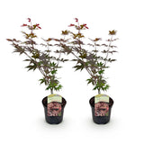 Érable du Japon Atropurpureum - 2 plants - H 70 cm, pot Ø19 cm