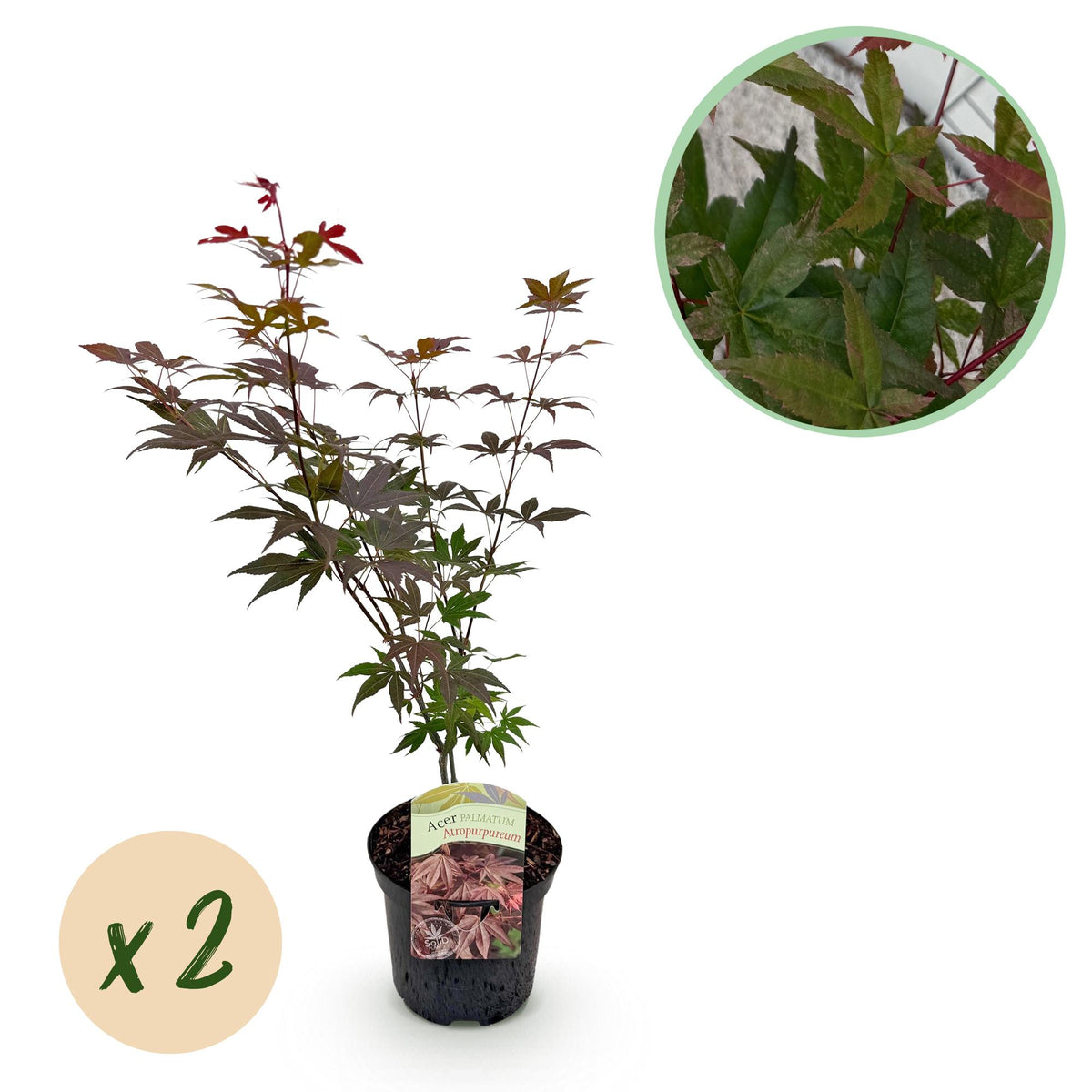 Érable du Japon Atropurpureum - 2 plants - H 70 cm, pot Ø19 cm