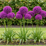Ail d'ornement Purple Sensation - calibre 10/12
