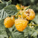 Framboisier jaune Fallgold remontant - Rubus idaeus - 2 plants - H 50 cm, pot Ø15 cm