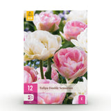 Tulipe double Double Sensation en mélange - calibre 11/12