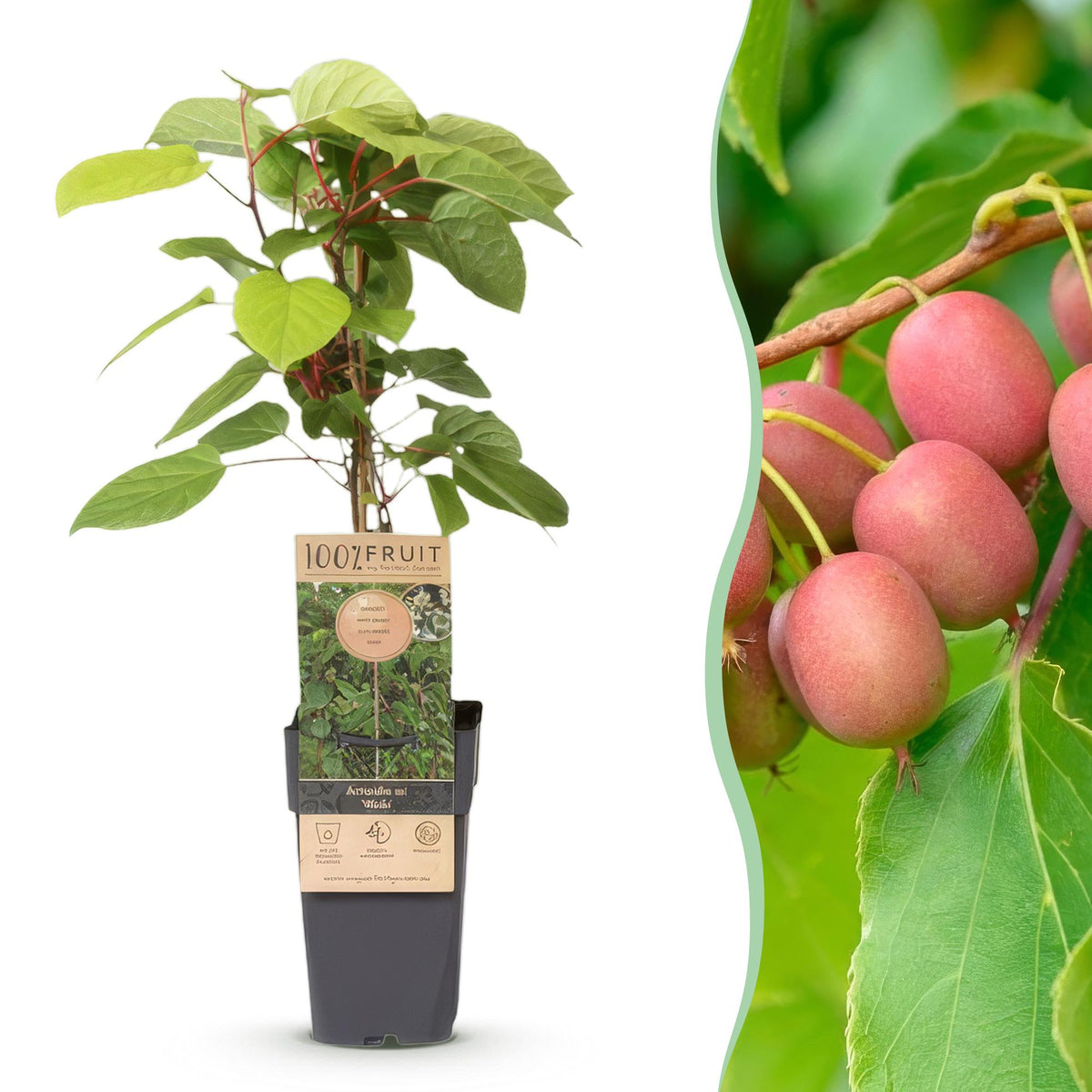 Kiwaï Weiki - Actinidia arguta - H 50 cm, pot Ø15 cm