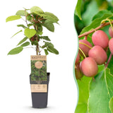Kiwaï Weiki - Actinidia arguta - H 50 cm, pot Ø15 cm