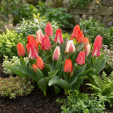 Tulipe de Greig en mélange