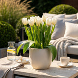 Tulipe triomphe blanche - calibre 11/12