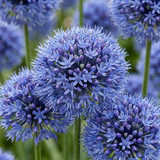 Ail d'ornement bleu - 160 bulbes