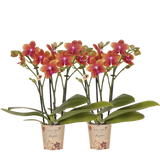 Orchidées Phalaenopsis orange parfumées Fragrance Bolgheri - lot de 2 - pot Ø9 cm