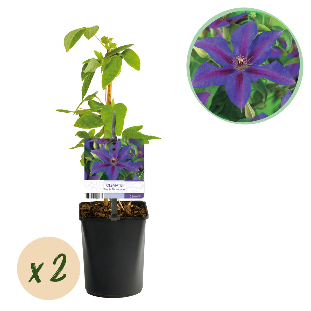 Clématite Mrs N. Thompson - Clematis - lot de 2 plants - H 40 cm, pot Ø11 cm