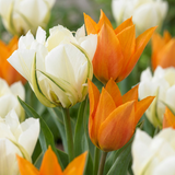 Tulipe Sunbath jaune et blanc - 60 bulbes