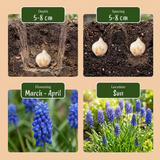 Muscari d'Arménie - calibre 7/8