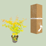 Érable du Japon Orange Dream - Acer palmatum - H 30 cm, pot Ø15 cm