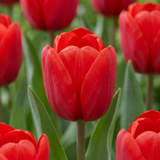 Tulipe triomphe rouge - 120 bulbes
