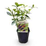 Arbre aux papillons Empire Blue - Buddleja davidii - H 25 cm, pot Ø17 cm
