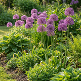 Ail d'ornement Purple Rain