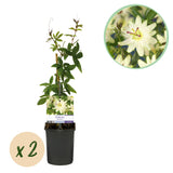 Passiflore Avalanche - 2 plants - H 40 cm, pot Ø11 cm