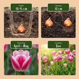 Tulipe Mata Hari - calibre 11/12