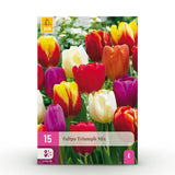 Tulipe triomphe en mélange - calibre 11/12