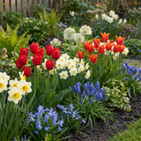 Mélange de bulbes à fleurs de Hollande