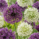 Ail d'ornement en mélange pourpre et blanc - calibre 10/12