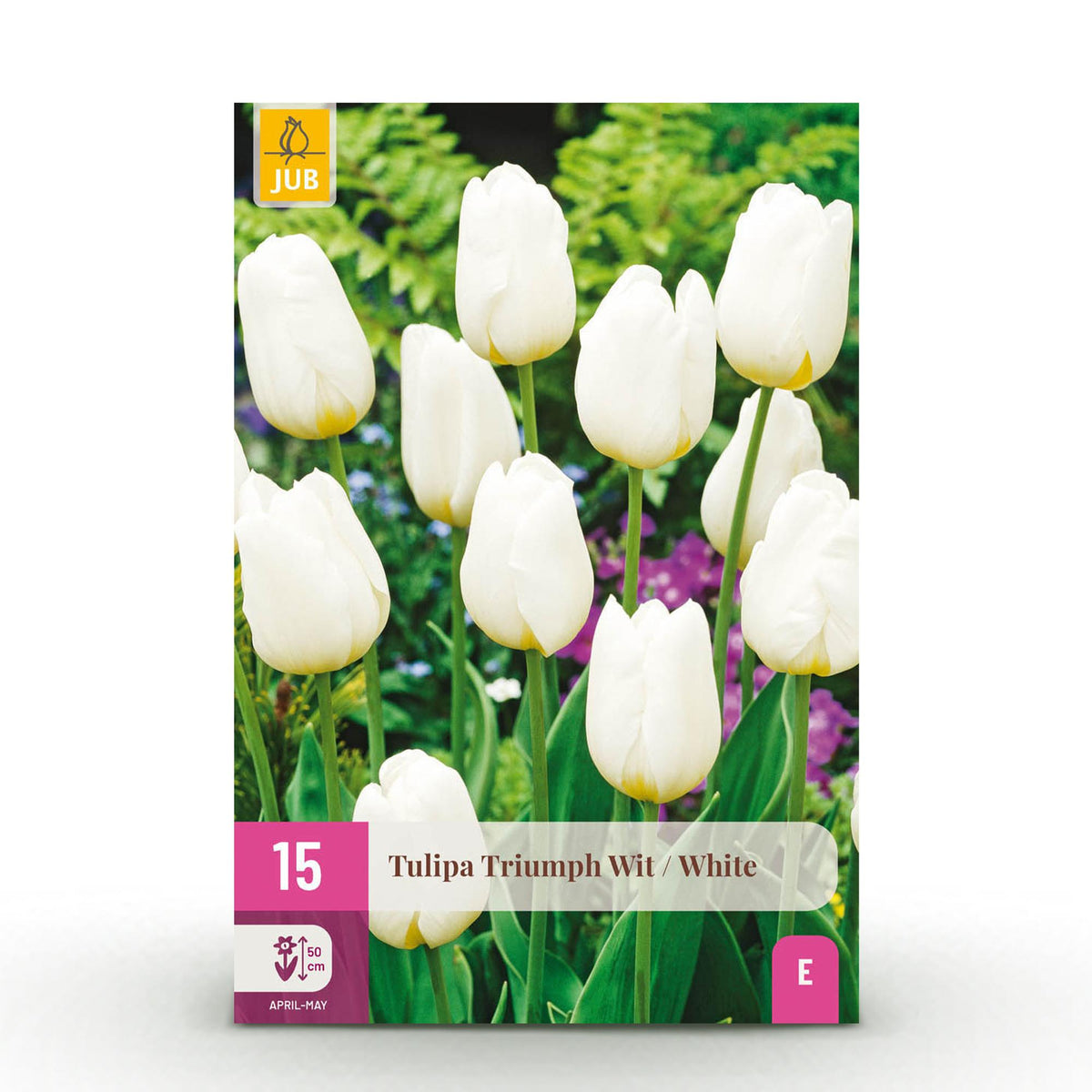 Tulipe triomphe blanche - calibre 11/12