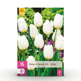 Tulipe triomphe blanche - calibre 11/12