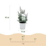 Eucalyptus gunnii - 6 plants - H 40 cm, pot Ø17 cm